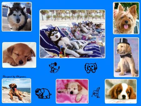 chiens